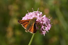 Attēlu rezultāti vaicājumam “Hesperia comma underside”