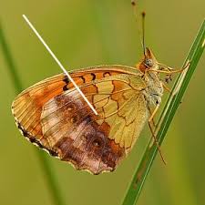 Attēlu rezultāti vaicājumam “Brenthis ino upperside”