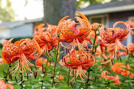 Attēlu rezultāti vaicājumam “Lilium lancifolium”