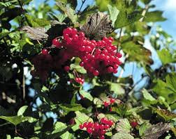 Attēlu rezultāti vaicājumam “Viburnum opulus fruit”