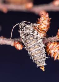 Attēlu rezultāti vaicājumam “Chimabachidae”