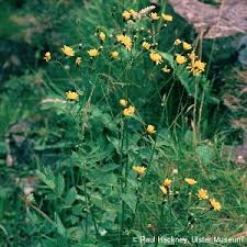Attēlu rezultāti vaicājumam “Crepis paludosa leaf”