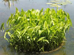 Attēlu rezultāti vaicājumam “Sagittaria sagittifolia”