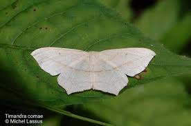 Attēlu rezultāti vaicājumam “Timandra comae”