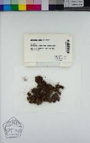 Attēlu rezultāti vaicājumam “Calypogeia azurea cells”