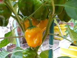 Afbeeldingsresultaat voor yellow mushroom hot pepper