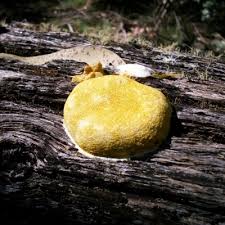 Image result for Fuligo septica