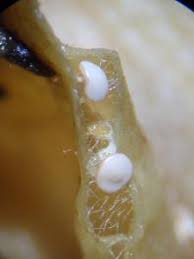 Attēlu rezultāti vaicājumam “Diderma ochraceum macro”