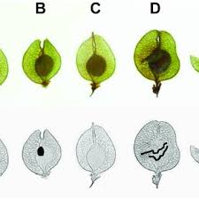 Attēlu rezultāti vaicājumam “Ulmus laevis fruit”