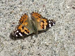 Attēlu rezultāti vaicājumam “Vanessa cardui upperside”