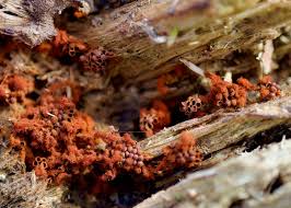 Attēlu rezultāti vaicājumam “Metatrichia sp.”