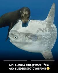 Image result for Mola mola