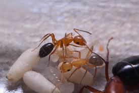 Attēlu rezultāti vaicājumam “Anthostoma decipiens”