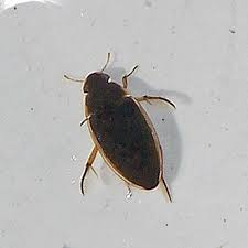 Attēlu rezultāti vaicājumam “Hydrophilidae”