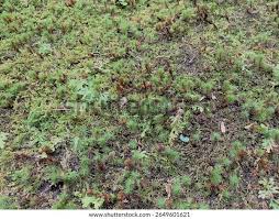 Attēlu rezultāti vaicājumam “Polytrichum formosum”