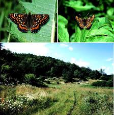 Attēlu rezultāti vaicājumam “Euphydryas maturna”
