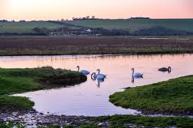 Image result for Sussex Swans