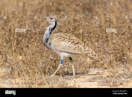 Image result for Chlamydotis macqueenii