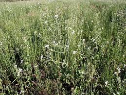 Image result for Raphanus sativus ssp. Oleiformes