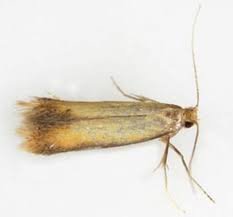 Attēlu rezultāti vaicājumam “Tischeriidae”