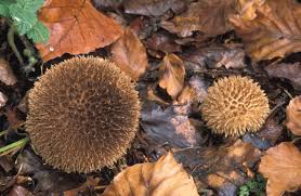 Attēlu rezultāti vaicājumam “Lycoperdon echinatum”