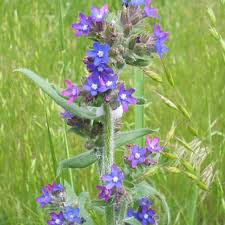 Attēlu rezultāti vaicājumam “Adoxus obscurus”