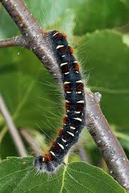 Attēlu rezultāti vaicājumam “Eriogaster lanestris”