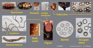 Attēlu rezultāti vaicājumam “Oligonema sp.”