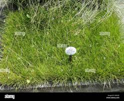 Attēlu rezultāti vaicājumam “Blysmus compressus”