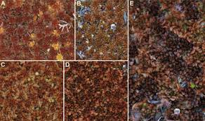 Attēlu rezultāti vaicājumam “Sphagnum inundatum”