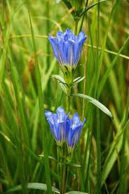 Attēlu rezultāti vaicājumam “Gentiana pneumonanthe flower”