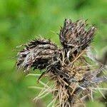 Attēlu rezultāti vaicājumam “Cirsium palustre fruit”