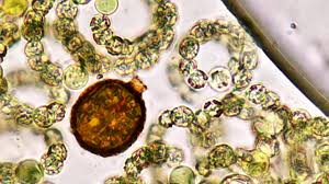 Attēlu rezultāti vaicājumam “Fuligo leviderma spores”