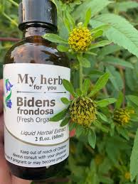 Attēlu rezultāti vaicājumam “Bidens frondosa fruit”