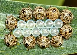 Attēlu rezultāti vaicājumam “Pentatomidae eggs”