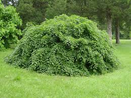 Attēlu rezultāti vaicājumam “Carpinus”