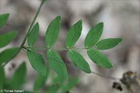 Attēlu rezultāti vaicājumam “Lathyrus niger”