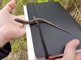 Attēlu rezultāti vaicājumam “Lacerta vivipara”