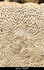 Attēlu rezultāti vaicājumam “Coriolopsis trogii”