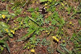Attēlu rezultāti vaicājumam “Potentilla erecta”