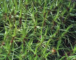 Attēlu rezultāti vaicājumam “Dicranum bonjeanii”