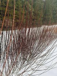 Attēlu rezultāti vaicājumam “Salix daphnoides leaf”