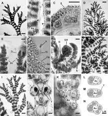 Attēlu rezultāti vaicājumam “Ceramium sp.”