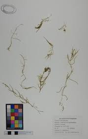 Attēlu rezultāti vaicājumam “Callitriche hermaphroditica”