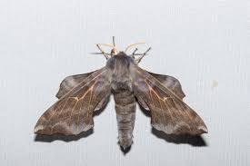 Attēlu rezultāti vaicājumam “Laothoe amurensis”