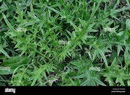 Attēlu rezultāti vaicājumam “Cirsium vulgare leaf”