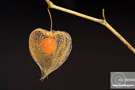 Attēlu rezultāti vaicājumam “Physalis alkekengi fruit”