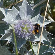 Attēlu rezultāti vaicājumam “Eryngium maritimum bud”
