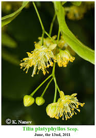 Attēlu rezultāti vaicājumam “Tilia platyphyllos subsp. cordifolia”