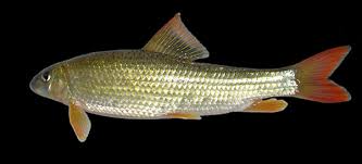 Image result for Moxostoma macrolepidotum